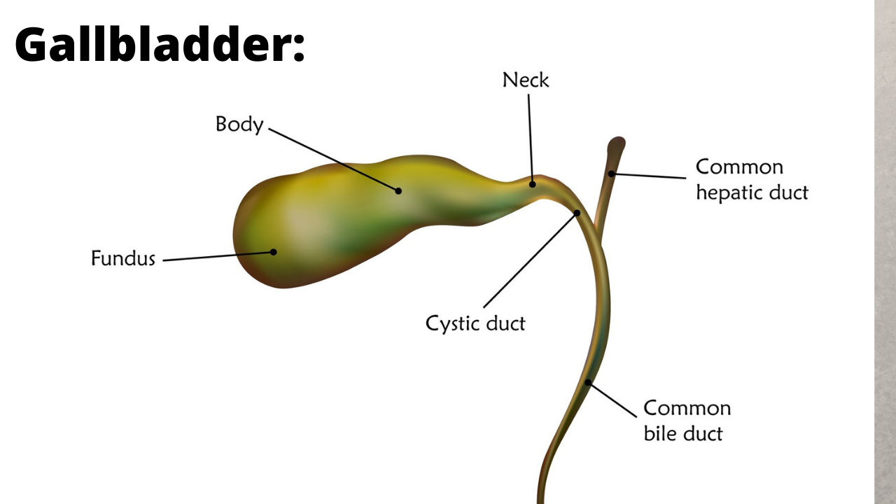 labelled gallbladder showing anatomy of the organ