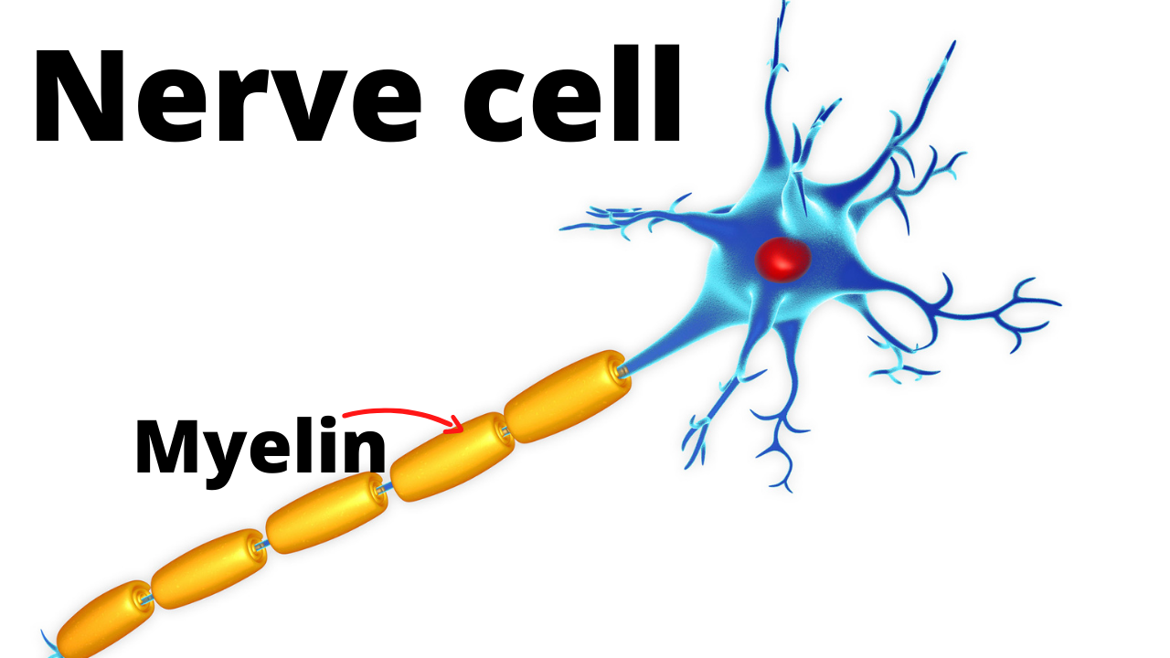 Nerve cell with myelin