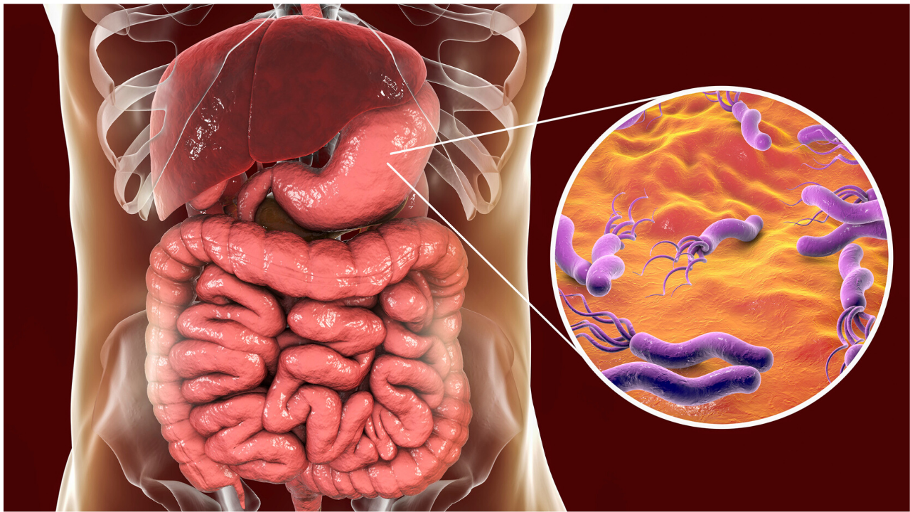 cross section of gastrointestinal tract with view of bacteria